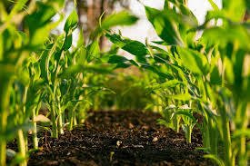 Shifting Agriculture: Effects on Food Quality and Health