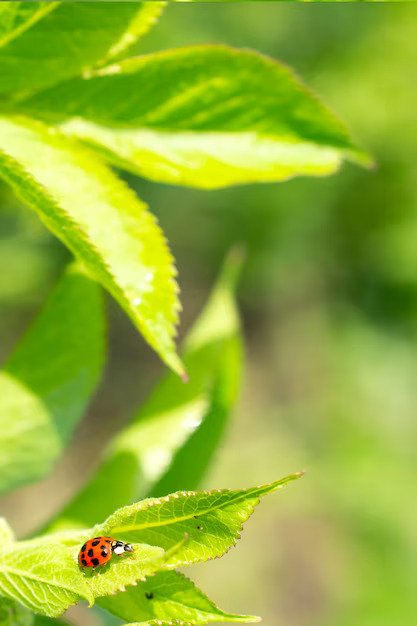Climate Change's Toll on Insect Evolution-Threats to Biodiversity
