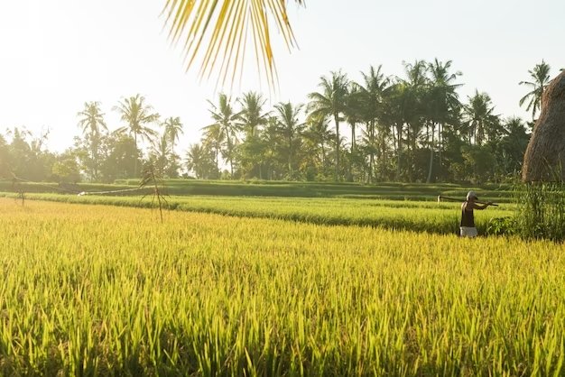 Rice Shortage Looms as Farmers Shift to Other Crops