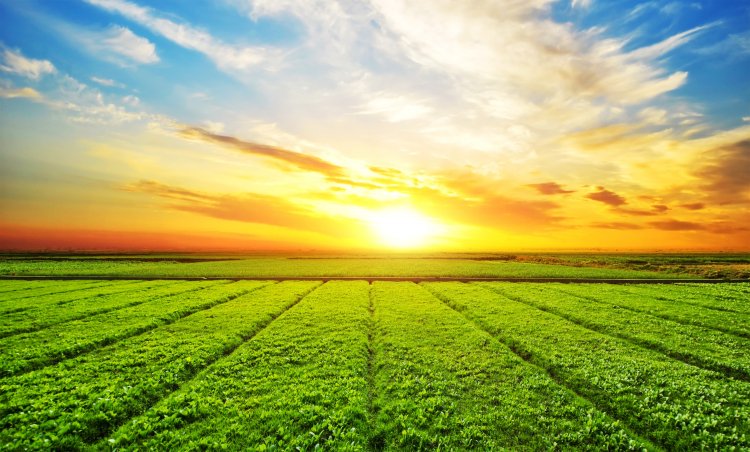 Organic Farming- A Healthier Choice for You and Your Family