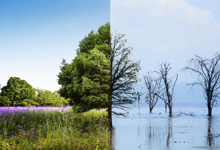 A Greener Future: How We Can All Work Together to Protect the Planet